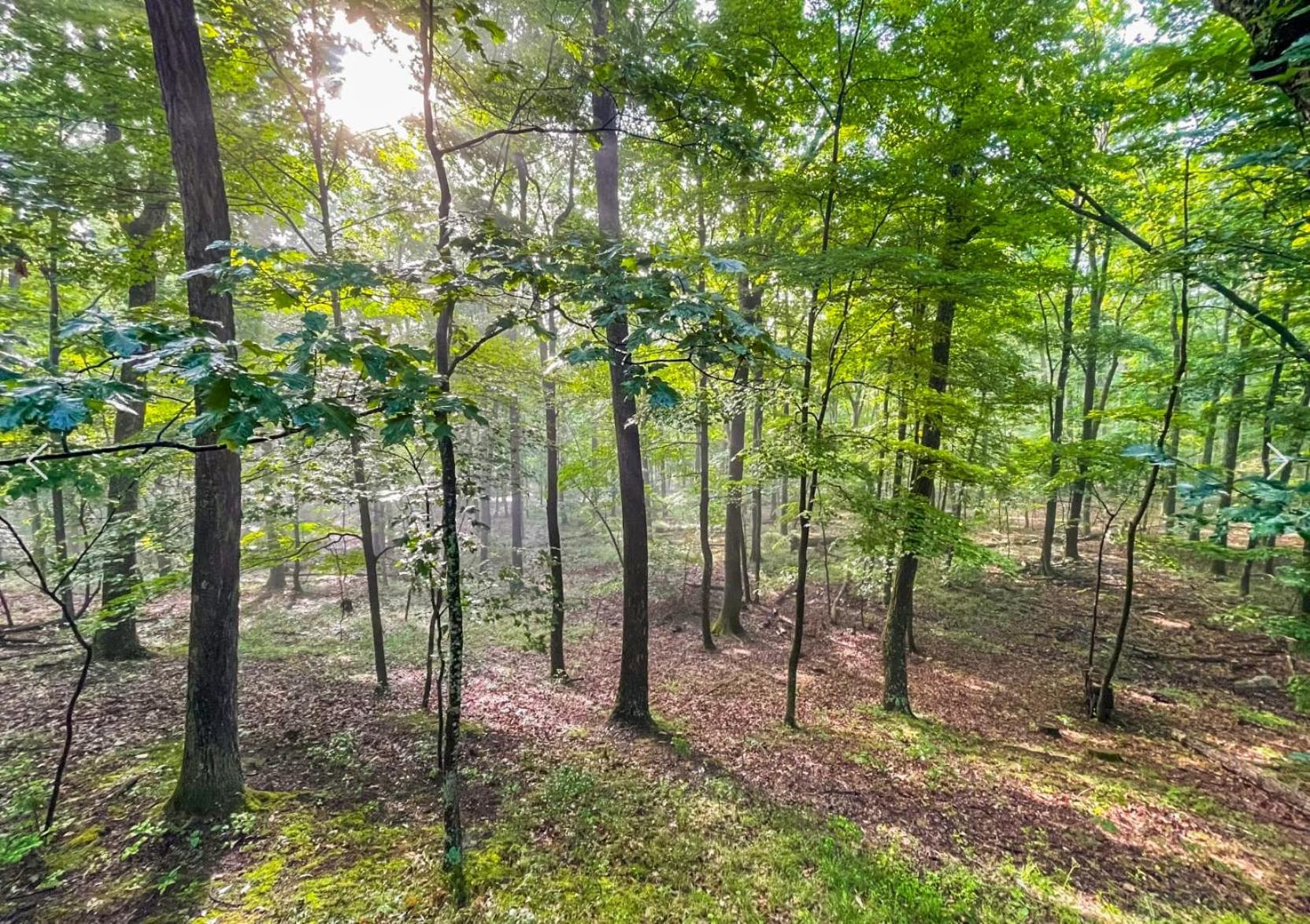 Huge Cabin W Hot Tub, Deck, Grill, Fire Pit, Wifi Berkeley Springs Exterior photo